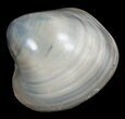 Polished Fossil Clam - Large Size #5265-2